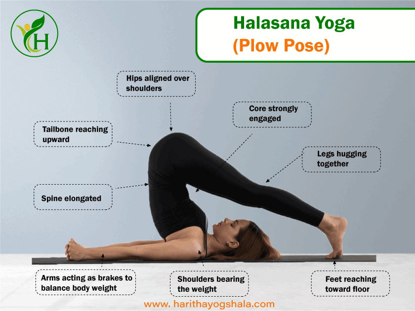   Infographics of Halasana Yoga (Plow Pose)